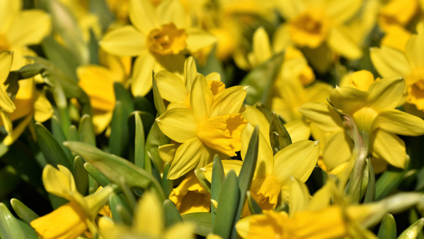 Narcissus 'February Gold' bloem