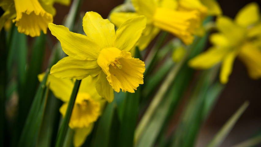 Narcissus 'February Gold' bloem