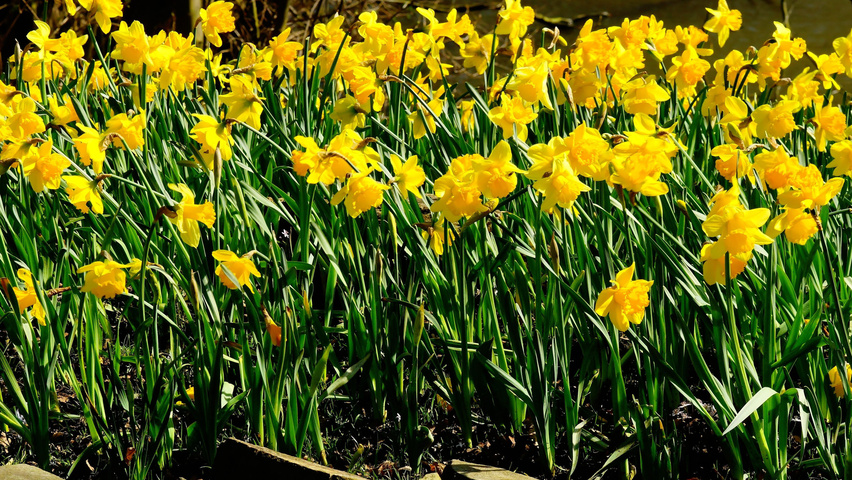 Narcissus 'February Gold' bloem