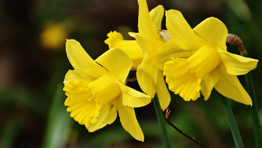 Narcissus 'February Gold' bloem
