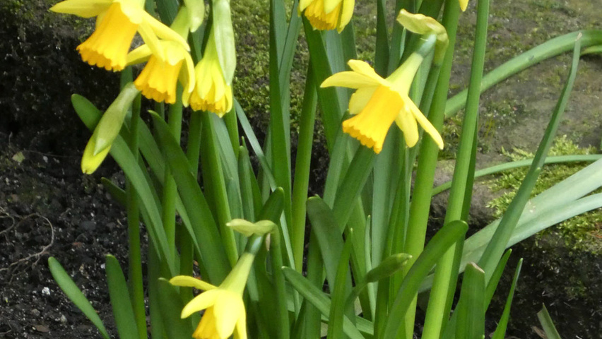 Narcissus 'February Gold' bloem