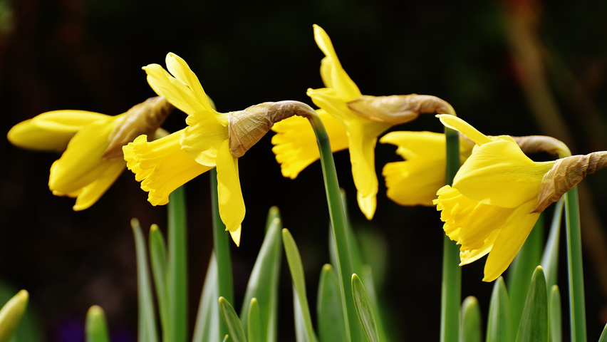 Narcissus 'February Gold' bloem