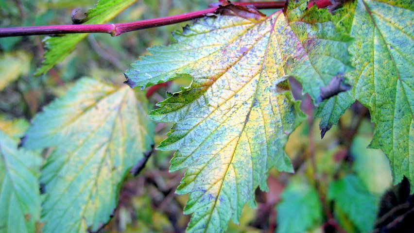 Neillia affinis leaves