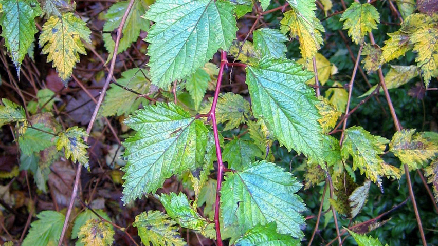 Neillia affinis leaves