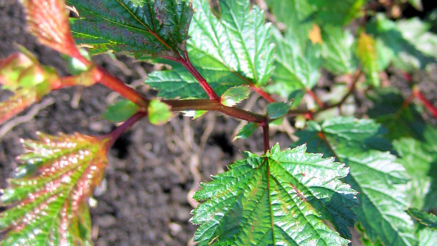 Neillia affinis leaves