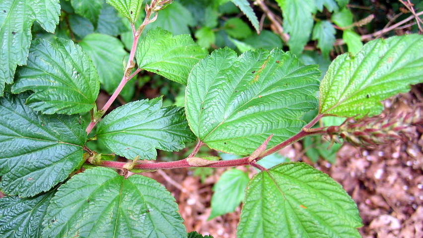 Neillia affinis leaves