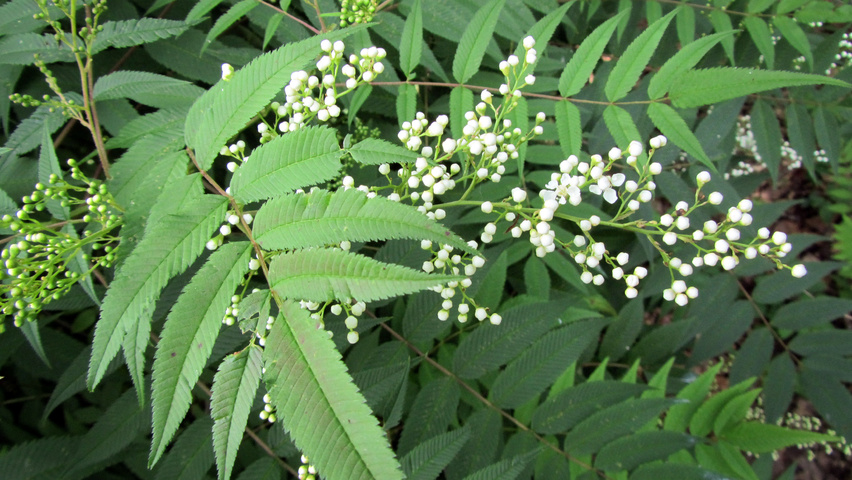 Neillia sinensis Blumen