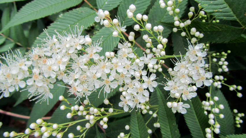 Neillia sinensis Blumen