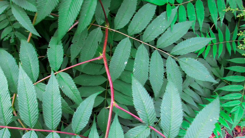 Neillia sinensis Blatt