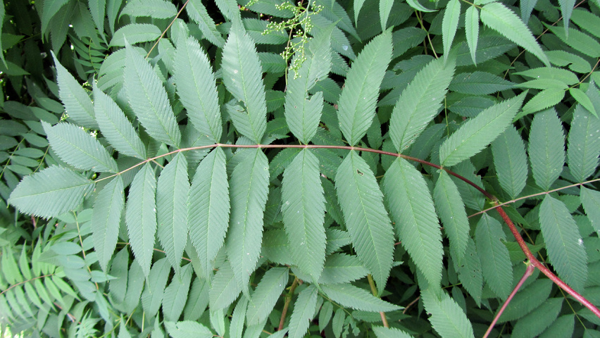 Neillia sinensis Blatt