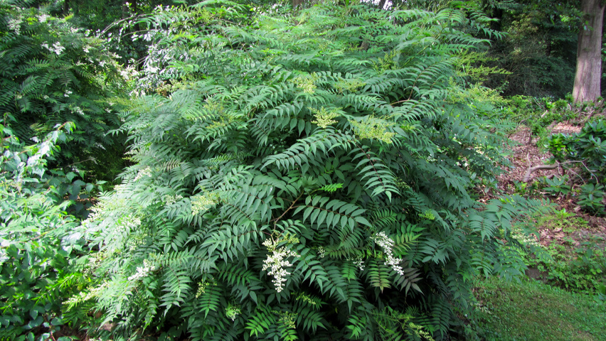 Neillia sinensis Solitärgehölze