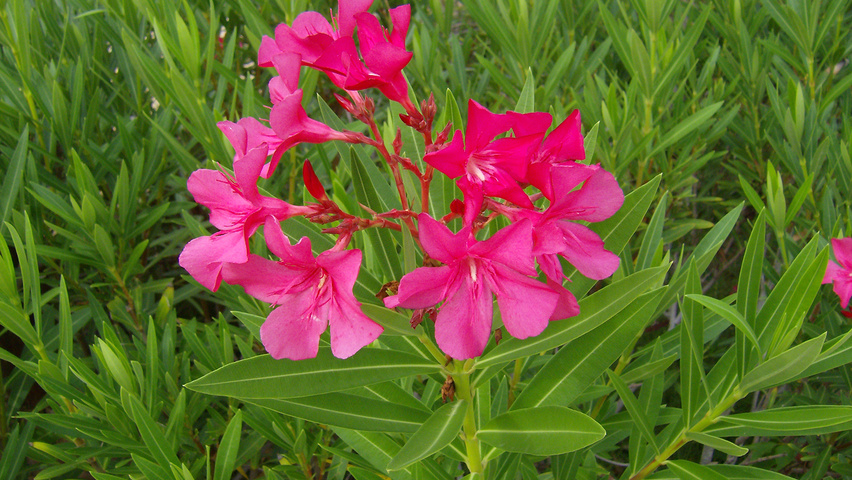 Nerium oleander flowers