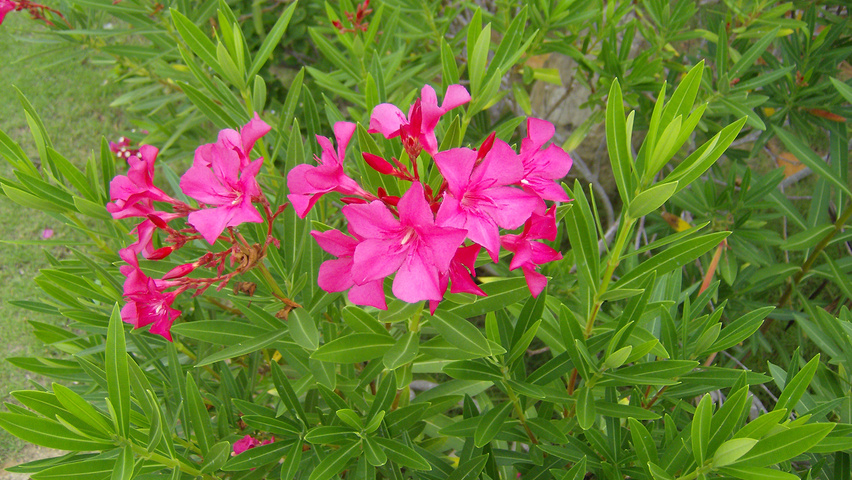Nerium oleander flowers