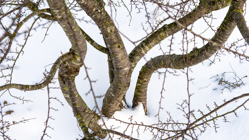 Nothofagus antarctica bast