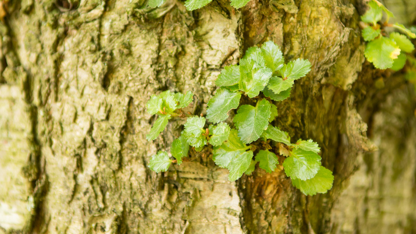 Nothofagus antarctica bast