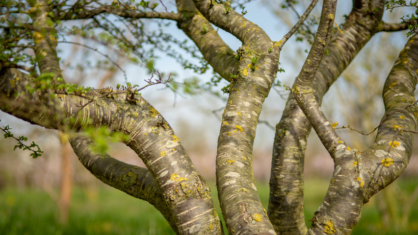 Nothofagus antarctica bast