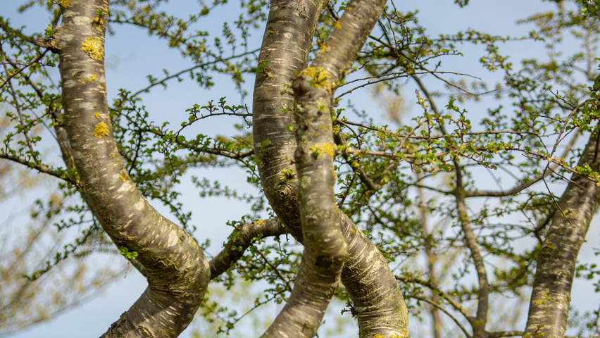 Nothofagus antarctica bast
