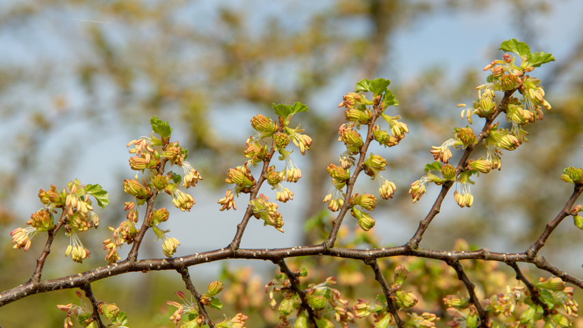 Nothofagus antarctica bloem