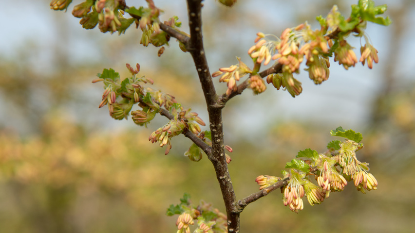 Nothofagus antarctica bloem