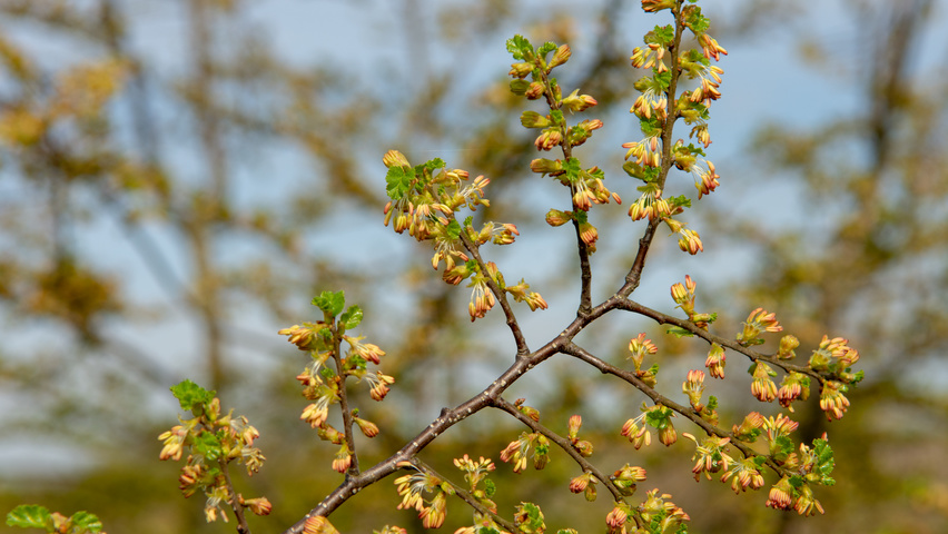 Nothofagus antarctica bloem