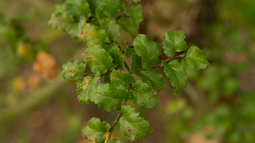Nothofagus antarctica blad