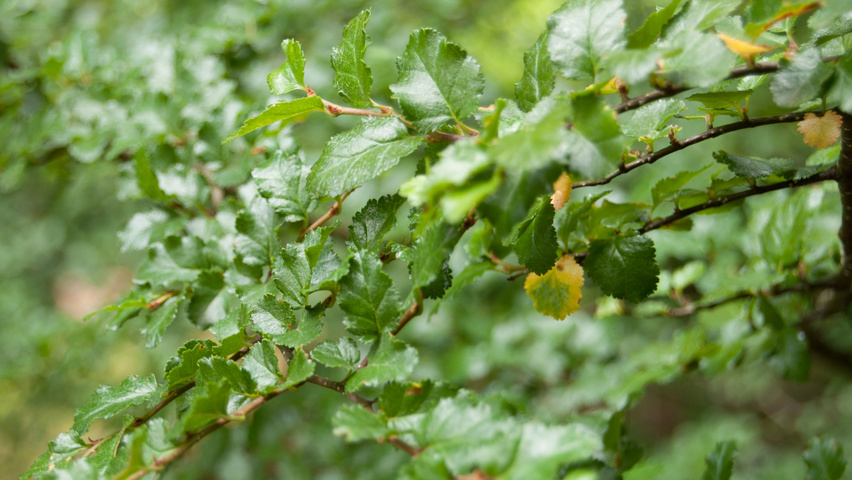 Nothofagus antarctica blad