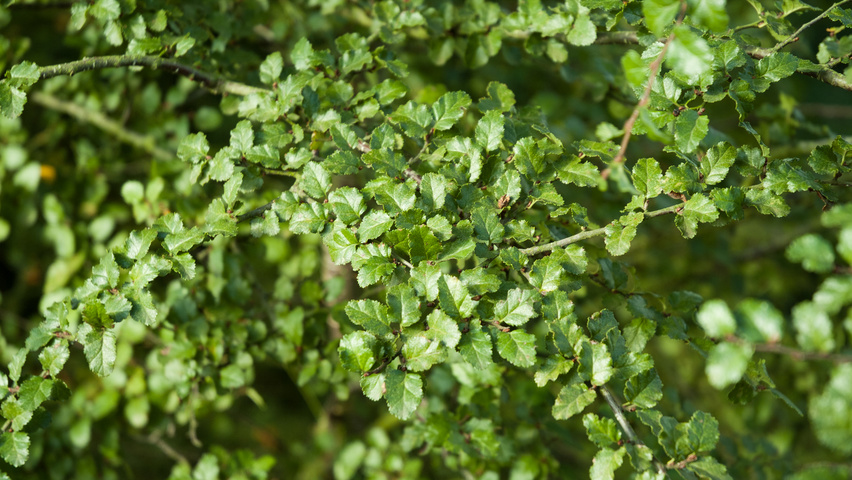 Nothofagus antarctica blad