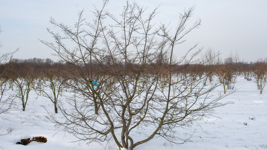 Nothofagus antarctica meerstammig
