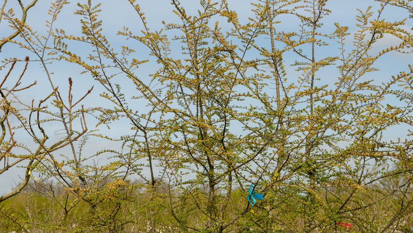 Nothofagus antarctica meerstammig