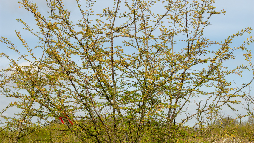 Nothofagus antarctica meerstammig