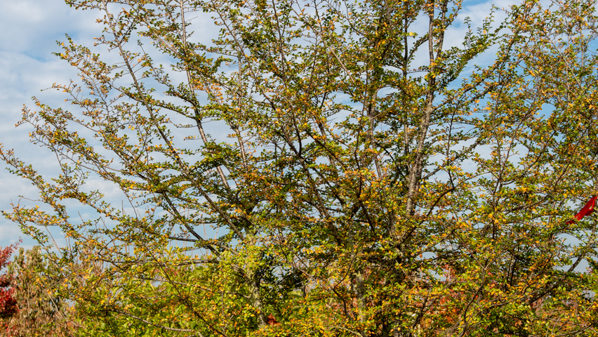 Nothofagus antarctica meerstammig