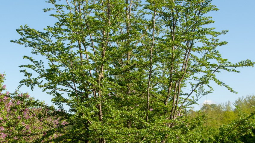 Nothofagus antarctica meerstammig