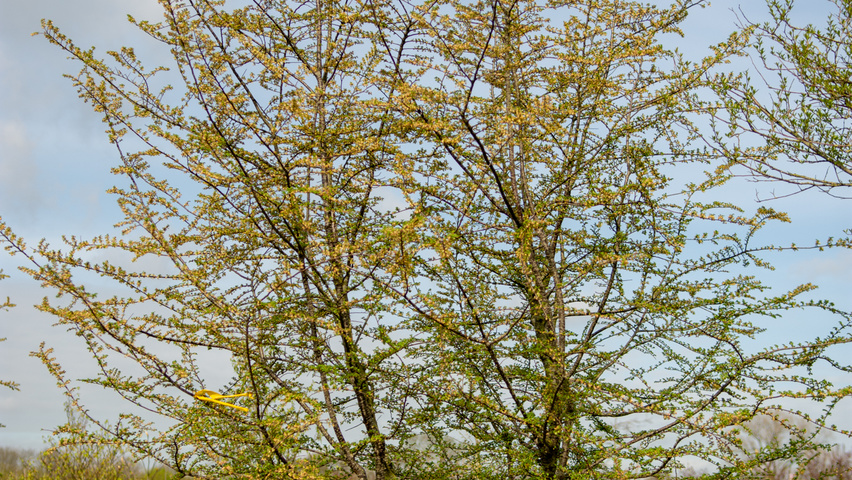 Nothofagus antarctica meerstammig