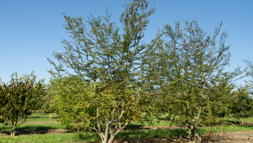 Nothofagus antarctica meerstammig