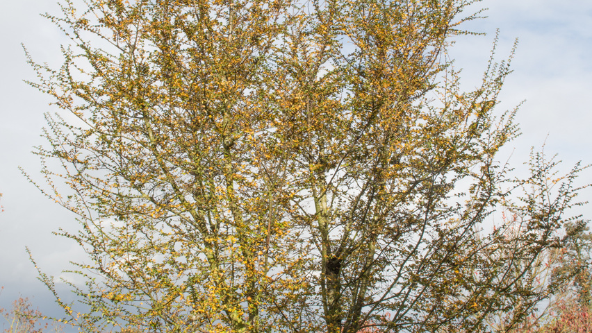 Nothofagus antarctica meerstammig