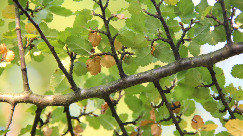Nothofagus antarctica twijgen
