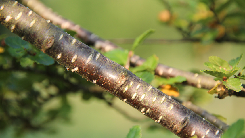 Nothofagus antarctica twijgen