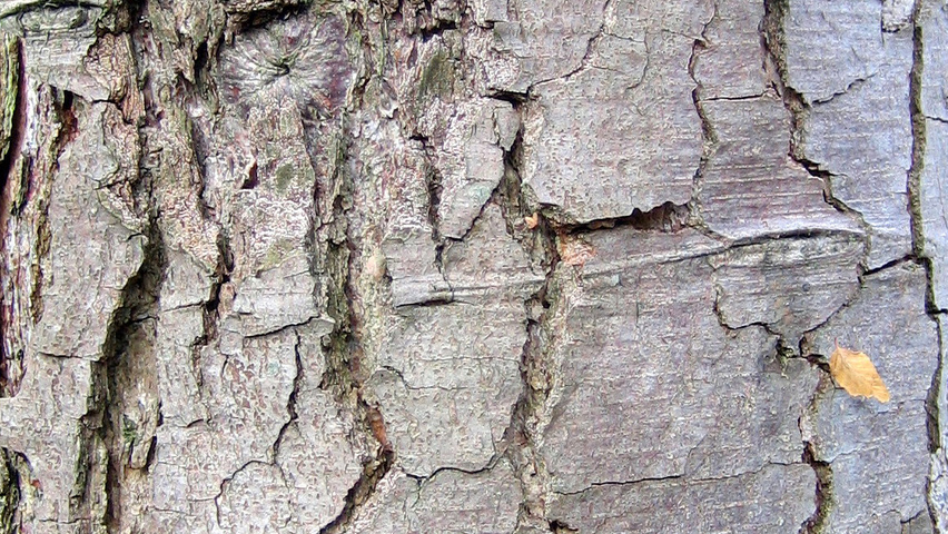 Nothofagus obliqua bark