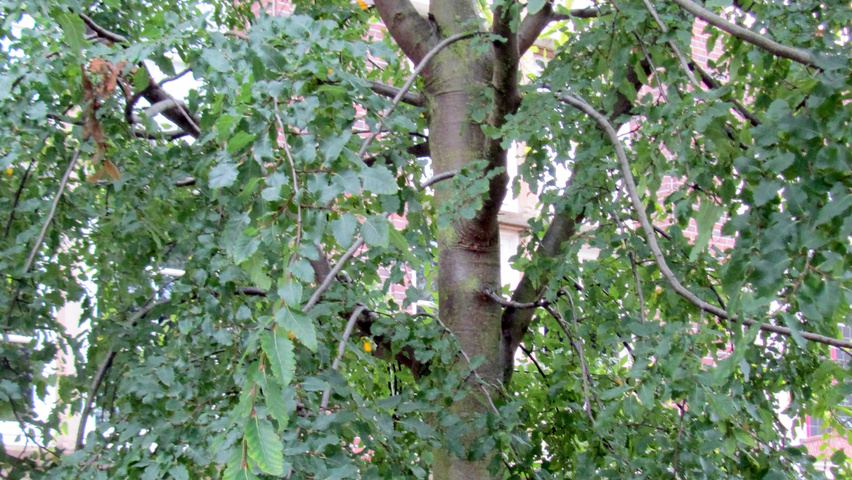 Nothofagus obliqua bark
