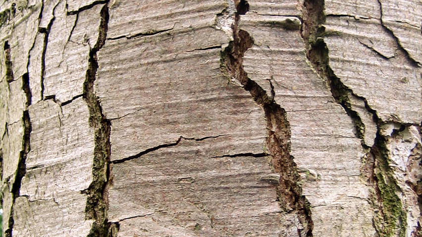 Nothofagus obliqua bark
