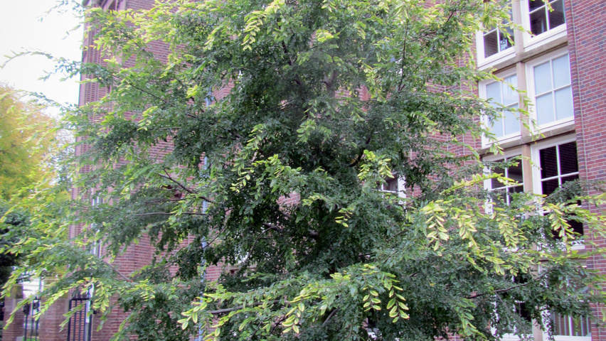Nothofagus obliqua half-stem