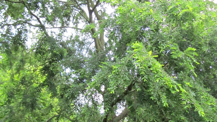 Nothofagus obliqua standard tree
