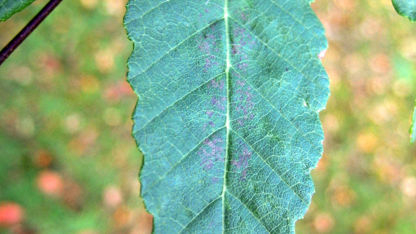 Nothofagus obliqua leaves