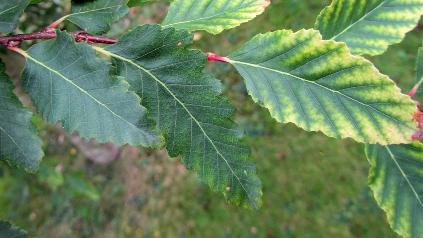 Nothofagus obliqua leaves