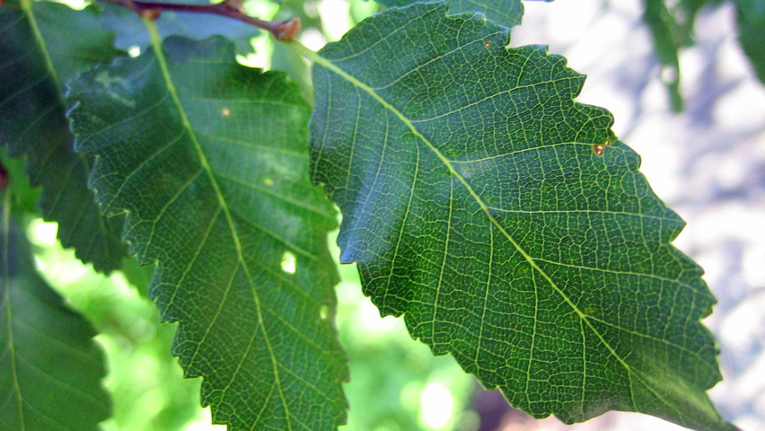 Nothofagus obliqua leaves