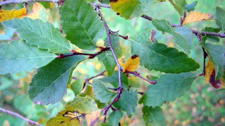 Nothofagus obliqua twigs