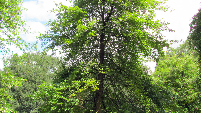 Nyssa aquatica beveerd