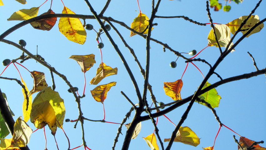 Nyssa aquatica vrucht