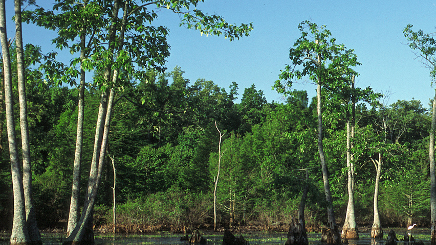 Nyssa aquatica hoogstam