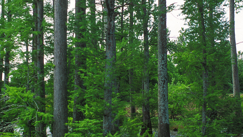 Nyssa aquatica hoogstam